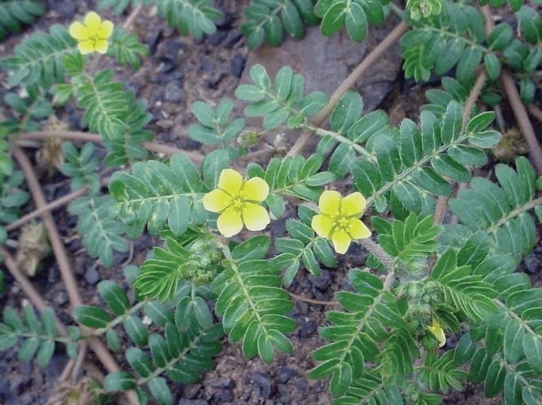 evil-goat-head-stickers