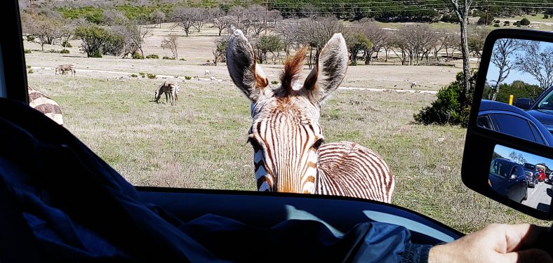 zebra and DeWAyne.jpg